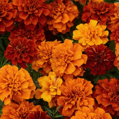 Picture of French Marigold - Fireball